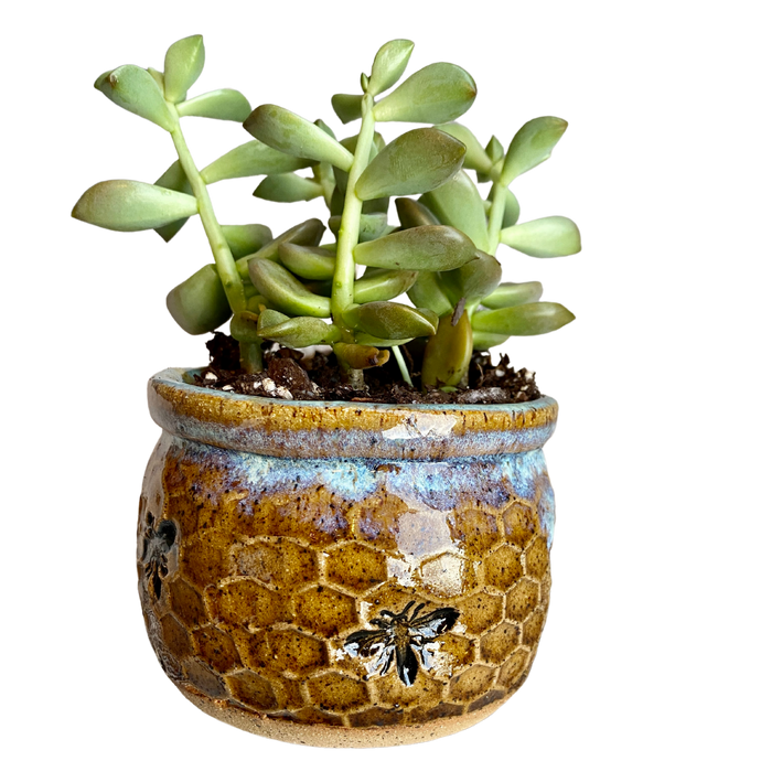 Honeycomb Succulent Planter