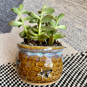 Honeycomb Succulent Planter