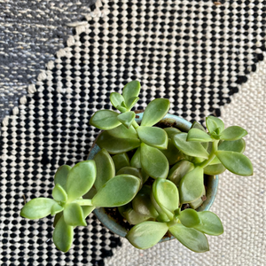 Honeycomb Succulent Planter